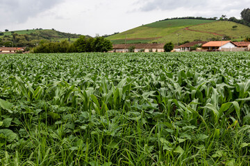 young corn field. Brazil