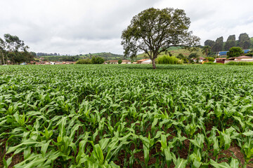 Fototapeta na wymiar young corn field with an old tree in the middle. Brazil