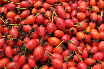 Harvested rose hips