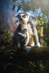 lemur sitting in tree