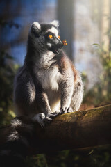 funny lemur in tree with butterfly