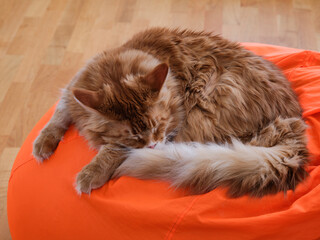 A red Maine coon cat sleeping on an orange bean bag chair