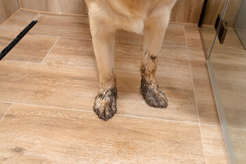 Young golden retriever standing in the shower on ceramic tiles with dirty paws.