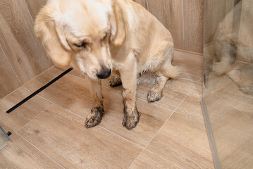 Young golden retriever sitting in the shower on ceramic tiles with dirty paws.