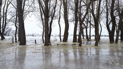 Tree trunks frozen in river ice