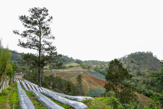 Agricultural fields and farms in the Caribbean mountains with rows of plastic covered plants in the Dominican Republic.