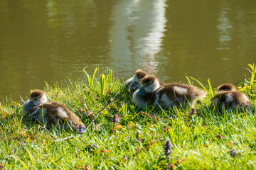 Junge Nilgänse Küken auf einer Wiese am See