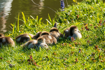 Junge Nilgänse Küken auf einer Wiese am See