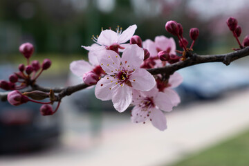 Ramas de flores rosas de un cerezo.