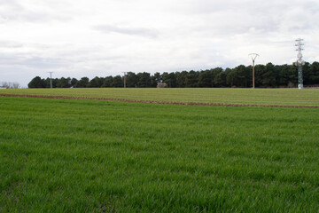 Paisaje de campos de cultivo verde en primavera.
