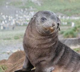 Fototapeta premium Antarctic Fur Seal Pup, South Georgia Island