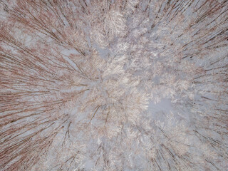 Aerial view of a winter snow-covered pine forest. Aerial drone view of a winter landscape. Snow covered forest