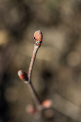 Obraz premium Macro shot of a male blossom of a hazelnut Corylus avellana