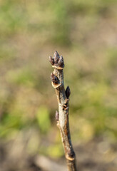 Macro of red currant branch with bud
