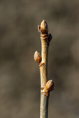 Black currant twig with sprouts
