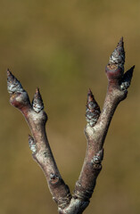Spring bud prunus