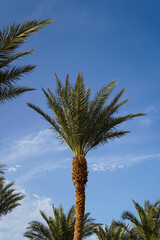 Details of a palm, date palm, Phoenix dactylifera, in Egypt