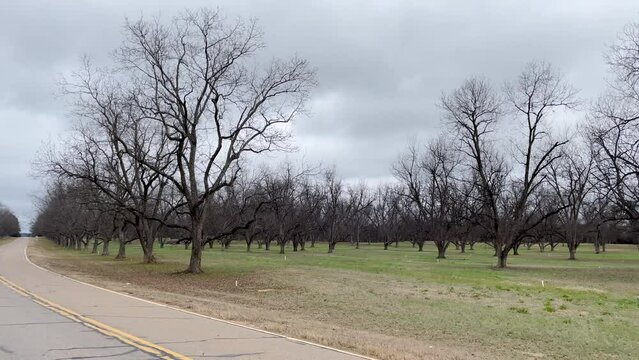 Pan of a remote rural road and a pecan tree planation in the Winter on Hwy 88