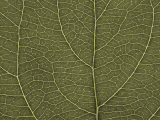 Leaf of fruit tree close up. Olive mosaic pattern of veins and plant cells. Abstract tinted background or wallpaper. Macro