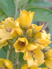 yellow flowers in the garden