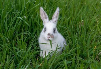 Easter bunny on the grass. Beautiful rabbits on a green background with copy space. Easter concept, colorful background for greeting card.