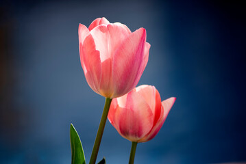 Nice pair of tulips in backlight