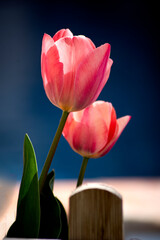 Nice pair of tulips in backlight