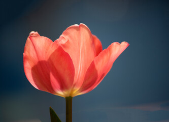 Fototapeta premium red tulips at garden in the morning