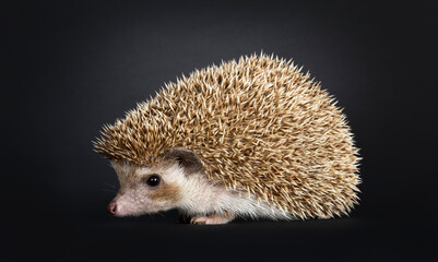 Obraz premium Oak brown pygmy hedgehog, sitting side ways. Looking ahead away from camera. Isolated on a black background.
