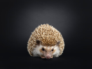 Oak brown pygmy hedgehog, standing facing front. Looking down and away from camera. Isolated on a...