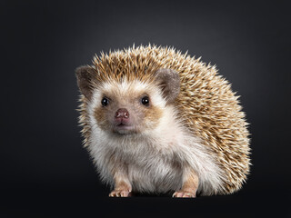 Oak brown pygmy hedgehog, sitting side ways. Looking straght into camera. Isolated on a black background.