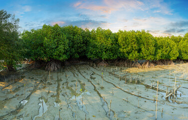 mangrove forest,Mangrove forest topical rainforest for background design Thailand