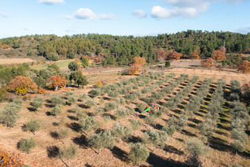 Olives harvest, machine assisted, to produce extra virgin olive oil in the Trás-os-Montes