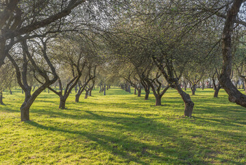 Beautiful park with old trees.