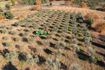 Olives harvest, machine assisted, to produce extra virgin olive oil in the Trás-os-Montes