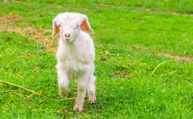 Obraz premium Goats graze in the pasture. A little goat runs along the green spring grass.