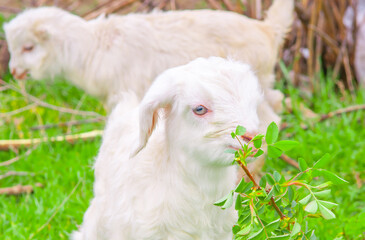 Fototapeta premium Goats graze in the pasture. A little goat runs along the green spring grass.