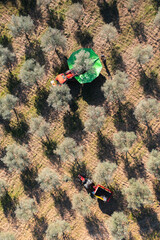 Olives harvest, machine assisted, to produce extra virgin olive oil in the Trás-os-Montes