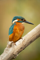 kingfisher on branch