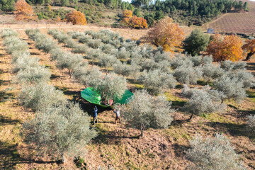 Olives harvest, machine assisted, to produce extra virgin olive oil in the Trás-os-Montes