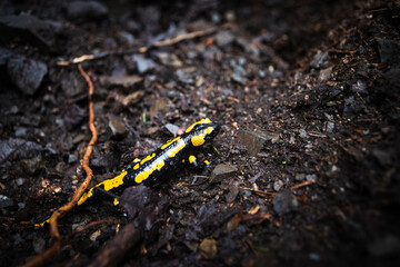 fire salamander