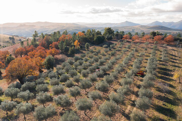 Olives harvest to produce extra virgin olive oil in the Trás-os-Montes