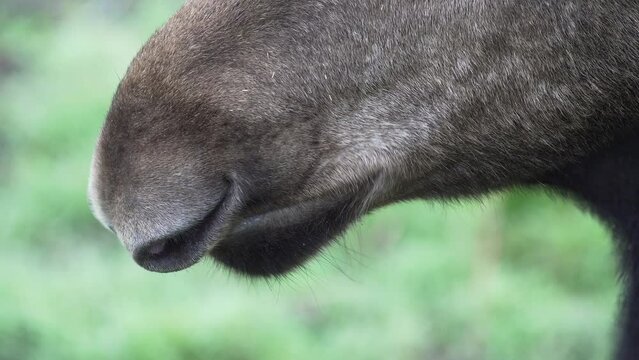 Close up of elk mouth. European moose Alces alces eating, chewing plants.