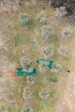 Olives harvest, traditional method, to produce extra virgin olive oil in the Tr&aacute;s-os-Montes