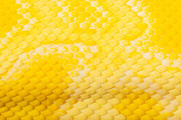 macro yellow snake scale texture,close up view of golden python (Python bivittatus) skin...
