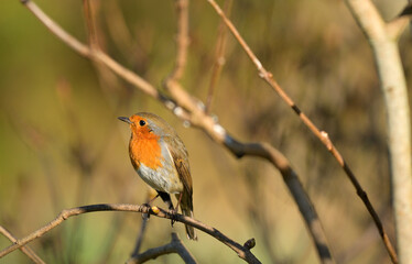 Ein Rotkehlchen im Profil auf einem Ast 