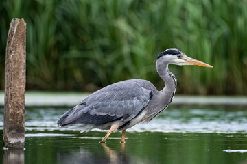 great blue heron