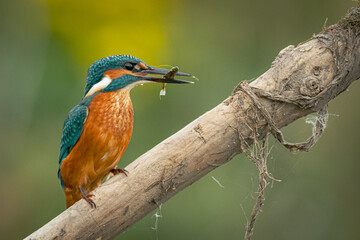 kingfisher on a branch