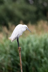 Little egret 