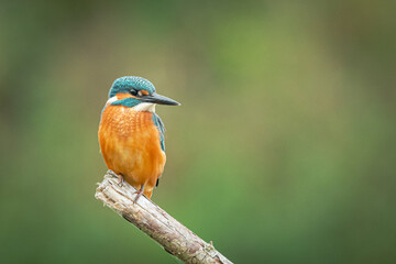 kingfisher on branch